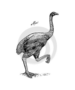 Moa flightless bird. Extinct species. Hand drawn vector engraved sketch. Graphic vintage style.