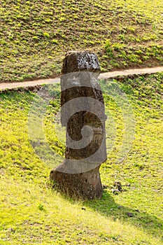 A moai on the outer slopes of Rano Raraku volcano. Rano Raraku is the quarry site where the moais were carved. Easter Island,