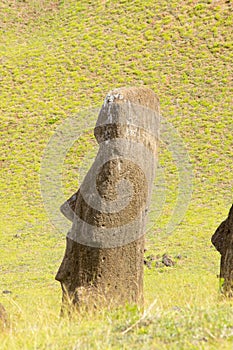 A moai on the outer slopes of Rano Raraku volcano. Rano Raraku is the quarry site where the moais were carved. Easter Island,