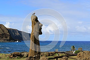 Moai statue at Ahu Tongariki archaeological site with Condor bird perching on the head, Pacific ocean, Easter Island, Chile