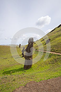 Moais on the outer slopes of Rano Raraku volcano. Rano Raraku is the quarry site where the moais were carved. Easter Island, Chile