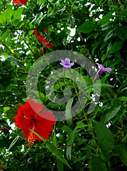 Moalboal Hibiscus, Purple Instruders