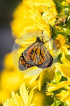 Moanrch butterfly Danaus plexippus on bright yellow garden flo