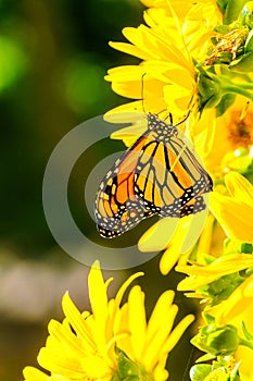 Moanrch butterfly Danaus plexippus on bright yellow garden flo