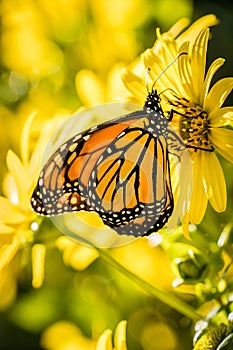Moanrch butterfly Danaus plexippus on bright yellow garden flo