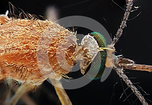 Moaquito close up macro photo insect