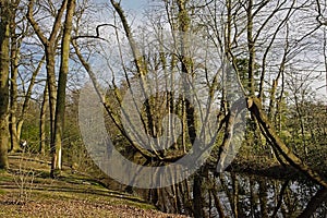 Moat with bare trees in Claeys bouuaert park in Ghent