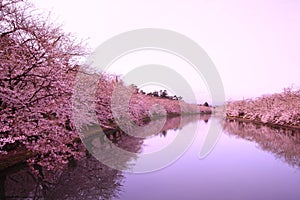 Moat and cherry blossoms
