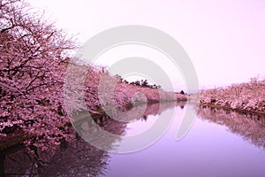 Moat and cherry blossoms photo