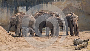 Mob of asian elephants grey thick skin baby elephant