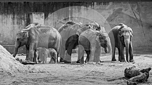 Mob of asian elephants grey thick skin baby elephant in black an
