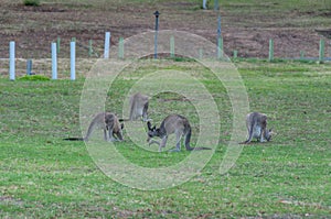 Mob of Australian kangaroos grazing in the wild