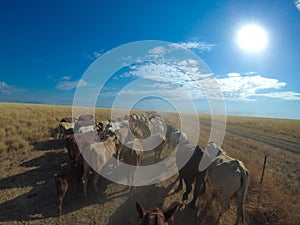 A mob of cattle walking in the sunny day