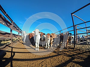 Mob of cattle were aware of the camera