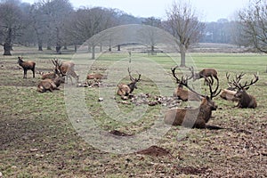 MOB OF DEER RESTING