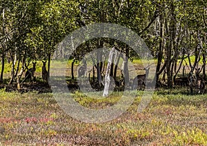 A mob of Eastern Grey Kangaroos in Coombabah Lake Reserve, Queensland