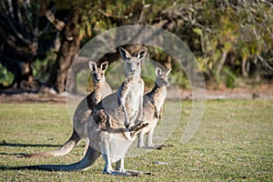 Mob of female kangaroos with joey in the pouch