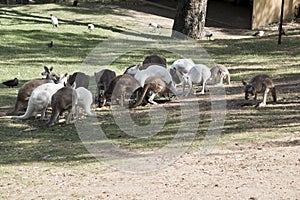 A mob of kangaroos