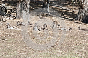 A mob of kangaroos