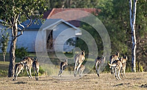 A mob of  kangaroos.