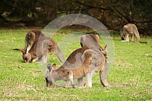 Mob of kangaroos