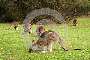 Mob of Kangaroos