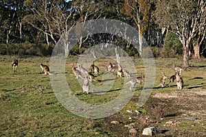 Mob of kangaroos