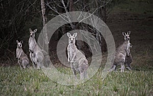 Mob of kangaroos in bushland