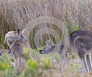 mob of kangaroos in a field