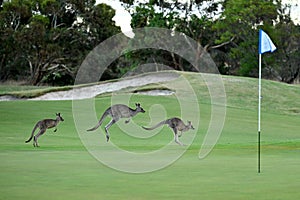 Kangaroos on a golf course