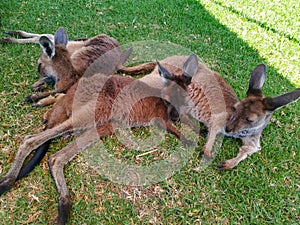 Mob of kangaroos, wallaby relaxing on the green grass. Australian wildlife background.