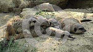 Mob of Meerkata sleeping