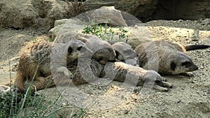 Mob of Meerkata sleeping