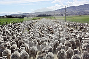 A mob of Merino hoggets.