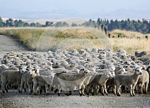 A mob of New Zealand hoggets walking to the yards.