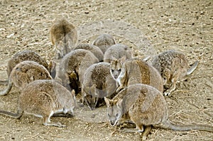 Mob of parma wallabies