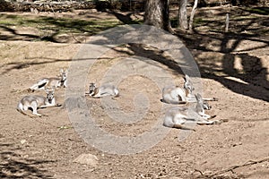 A mob of red kangaroo