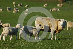 Mob of sheep photo