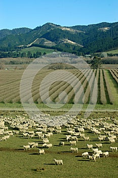 Mob of sheep