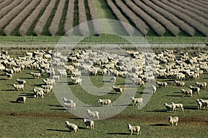 Mob of sheep