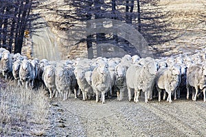 Sheep herding a mob of sheep