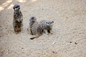 A mob of of sitting wild African Meerkats Suricata suricatta