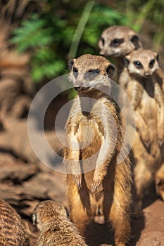 A mob of standing meerkats, Suricata suricatta or suricate