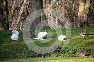 Mob of wallabies resting on the grass at sunlight