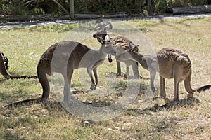 This is a mob of  western grey  kangaroo