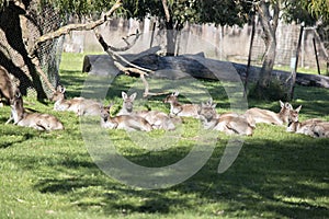 A mob of western grey kangaroos