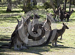 This is a mob of western grey kangaroos