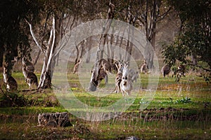 Mob of wild kangaroos in a foggy forest