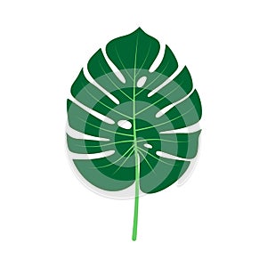 Monstera leaf vector photo