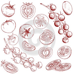 Vector food clip art set of clear outlines tomatoes hand drawn isolated vegetable